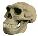 Homo erectus